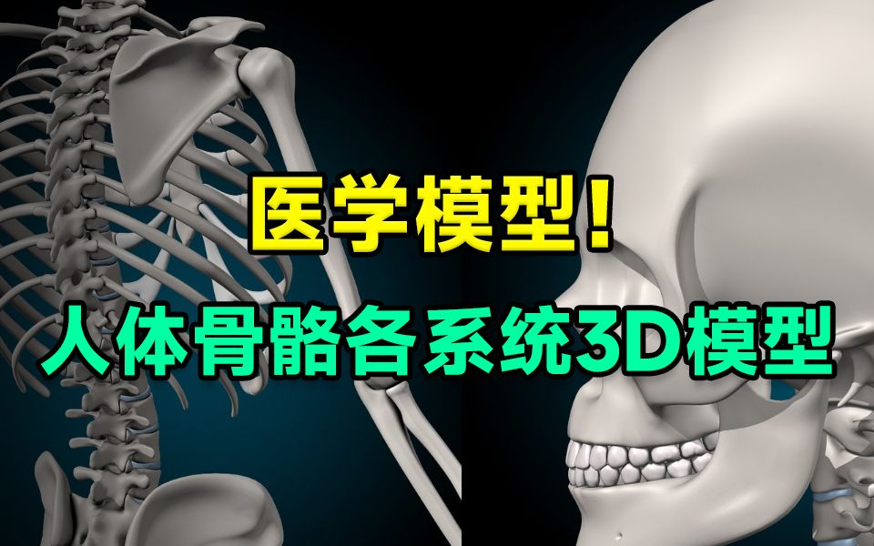 [图]医学生教学必备3D模型！人体肌肉骨骼心血管神经系统3D数字人物模型，稀有模型，多种格式