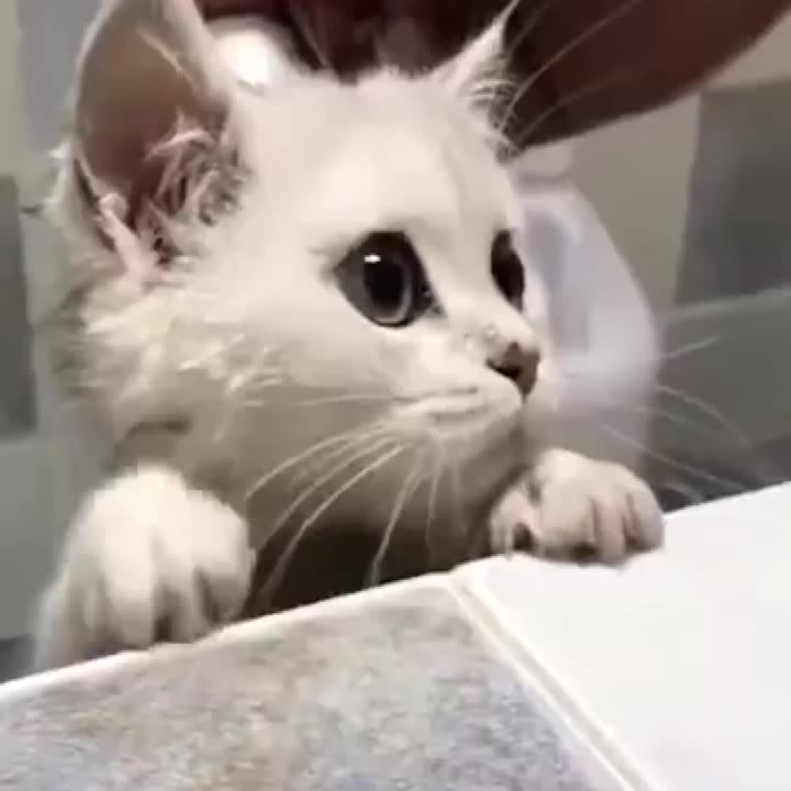 吸猫啦吸猫啦 猫可能是上帝给我们最好的礼物之一_哔哩哔哩_bilibili