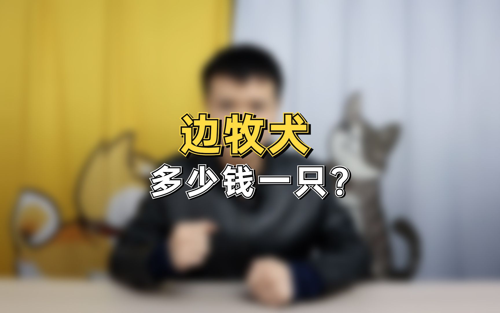 边牧犬多少钱一只?哔哩哔哩bilibili