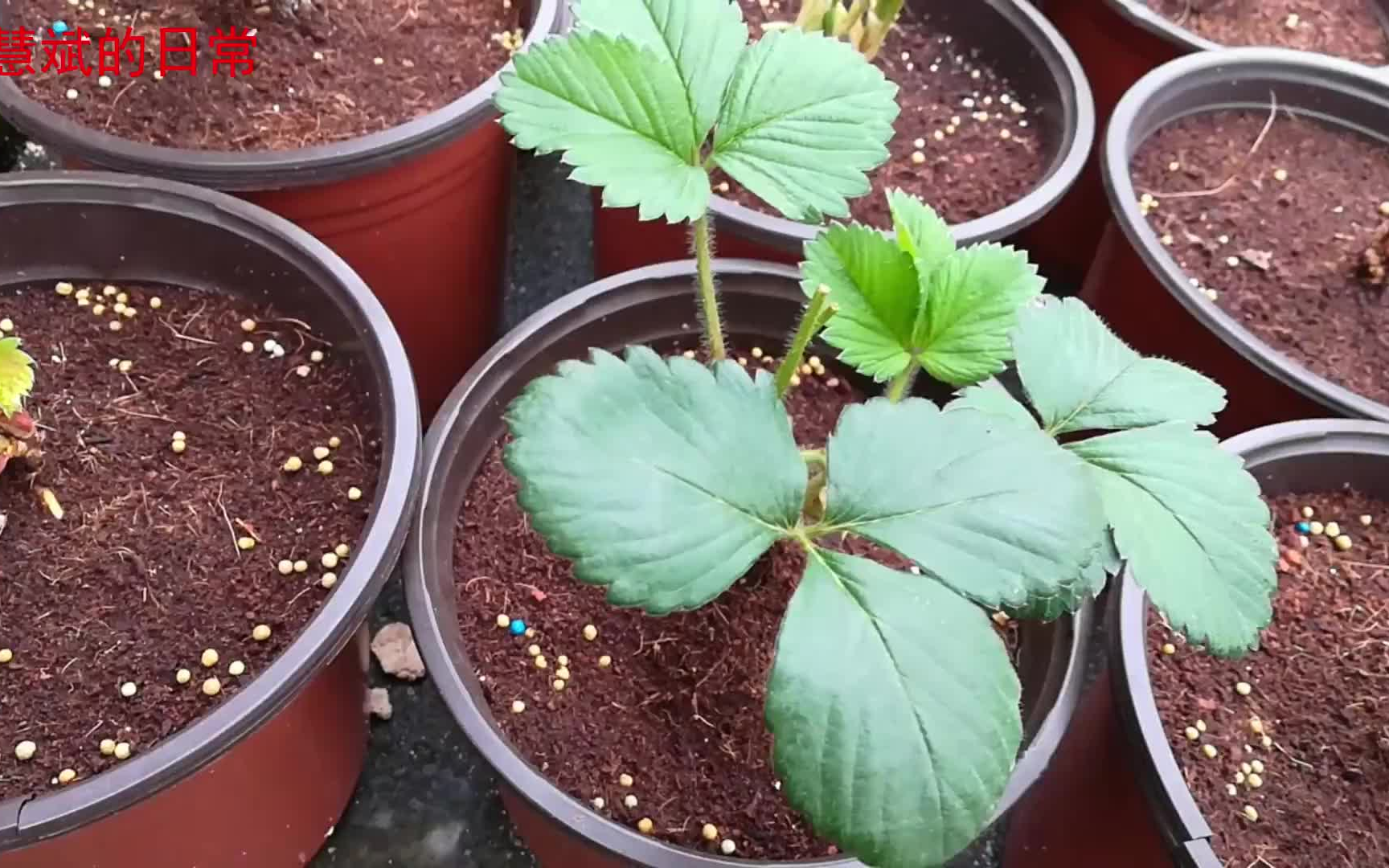 种植草莓 在贴吧中奖领到的 白雪公主 久香草莓苗 1个星期的成长