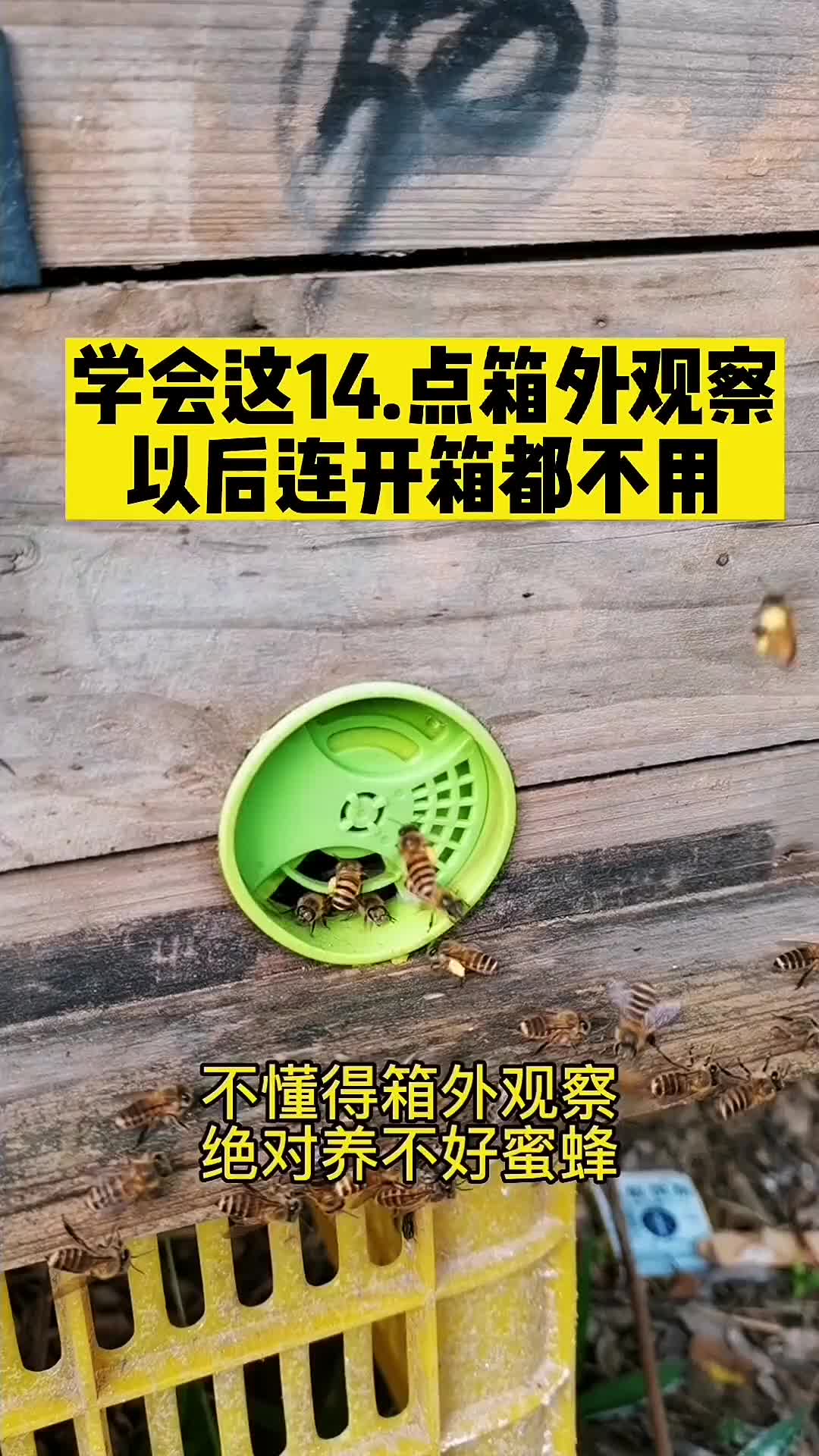 想养好蜜蜂,这些你都要学会,喜欢的记得关注我哔哩哔哩bilibili