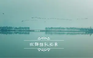 Скачать видео: 再不来东湖看，又得等一年。冬季的鸟儿成群飞翔在湖面，太惬意了。