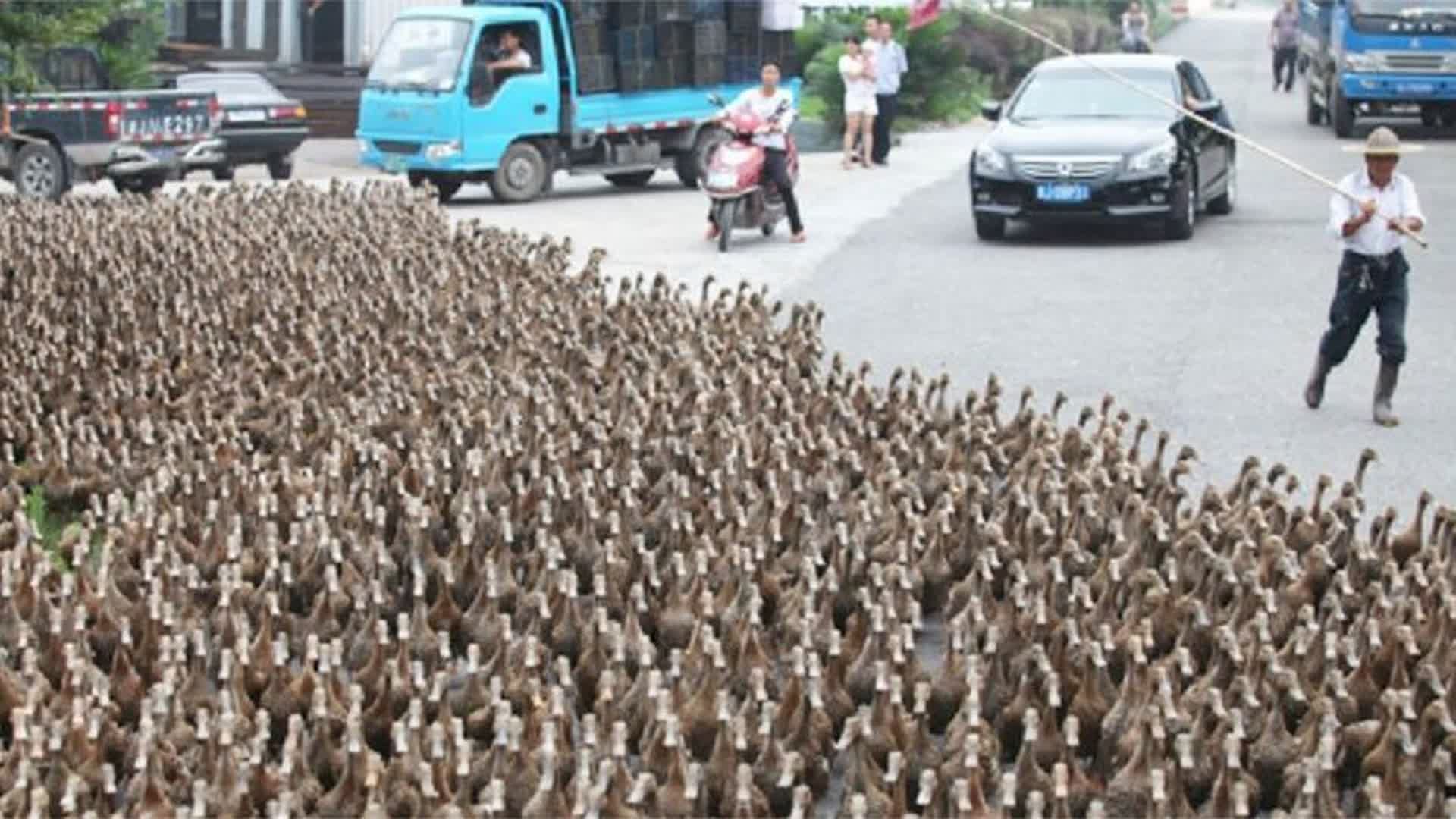 上万只鸭子排队过马路,队形整齐还能躲车,比人都要守规矩