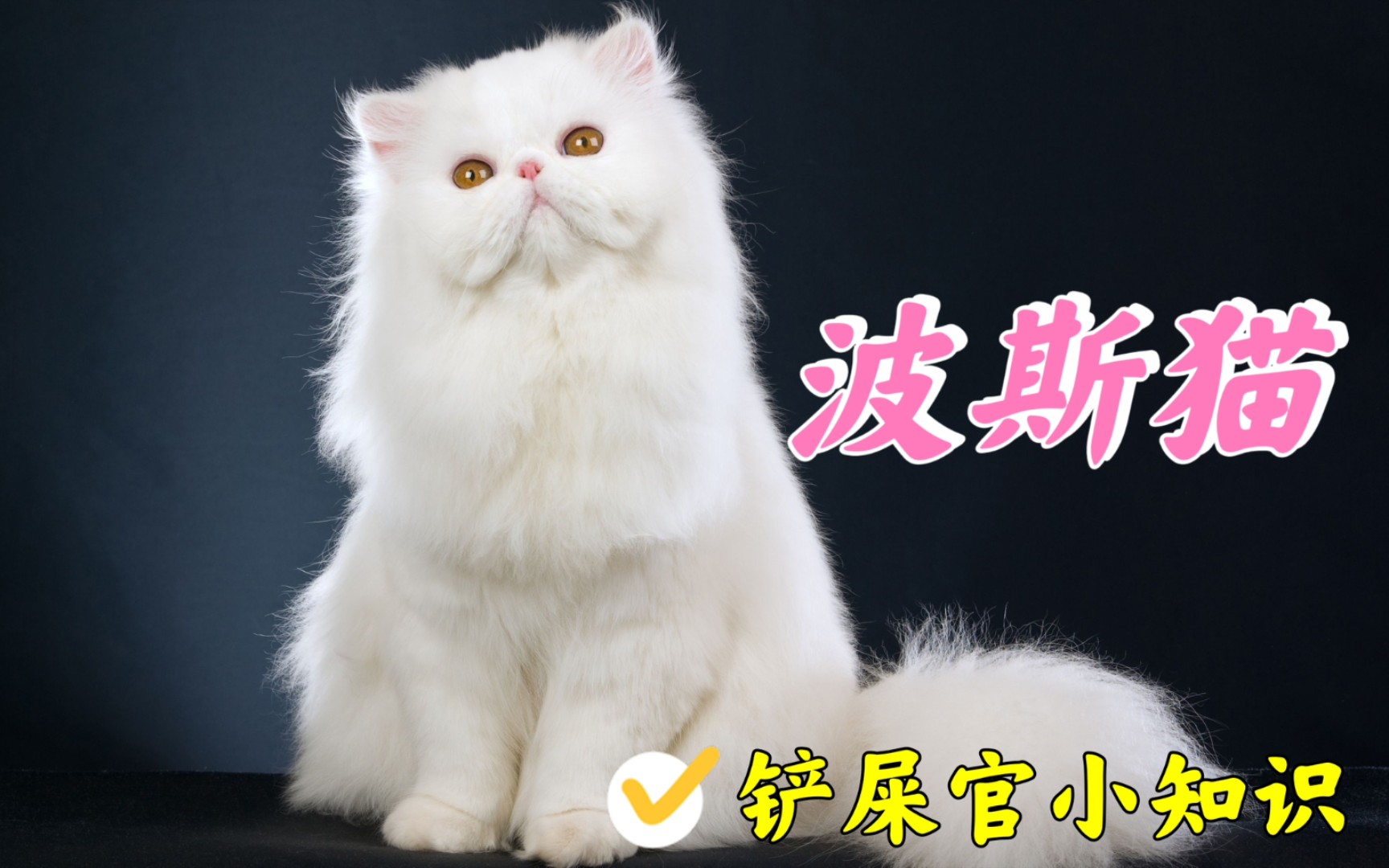 维多利亚女王最宠爱的猫,猫中王者波斯猫了解一下哔哩哔哩bilibili