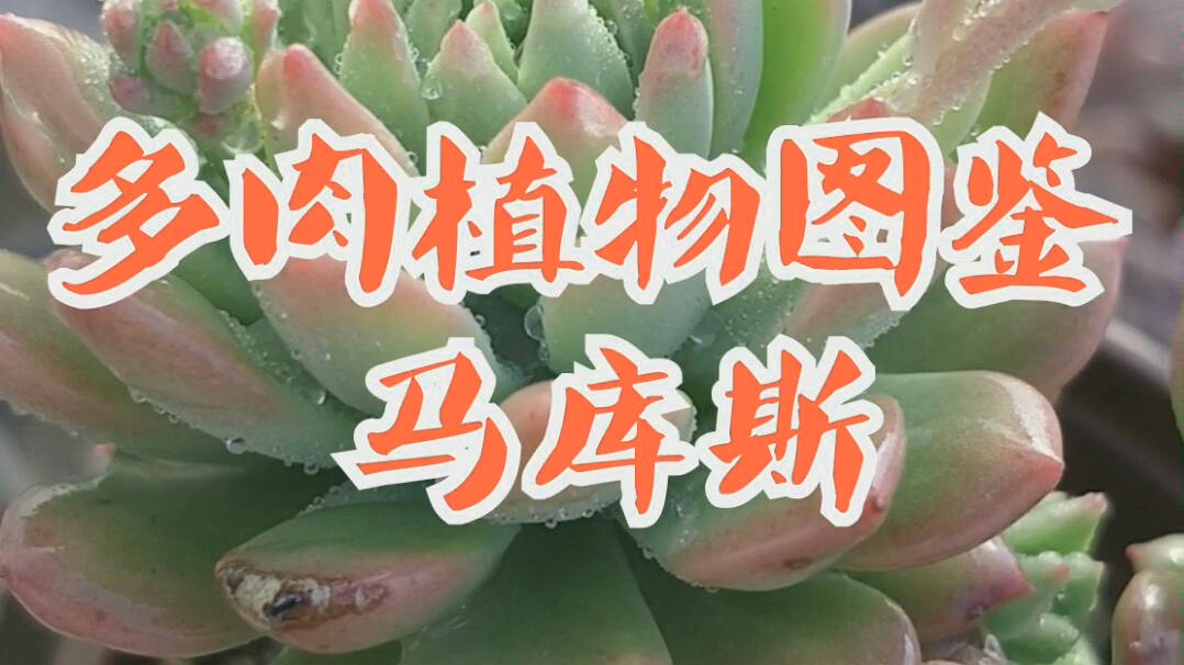 多肉植物图鉴马库斯哔哩哔哩bilibili