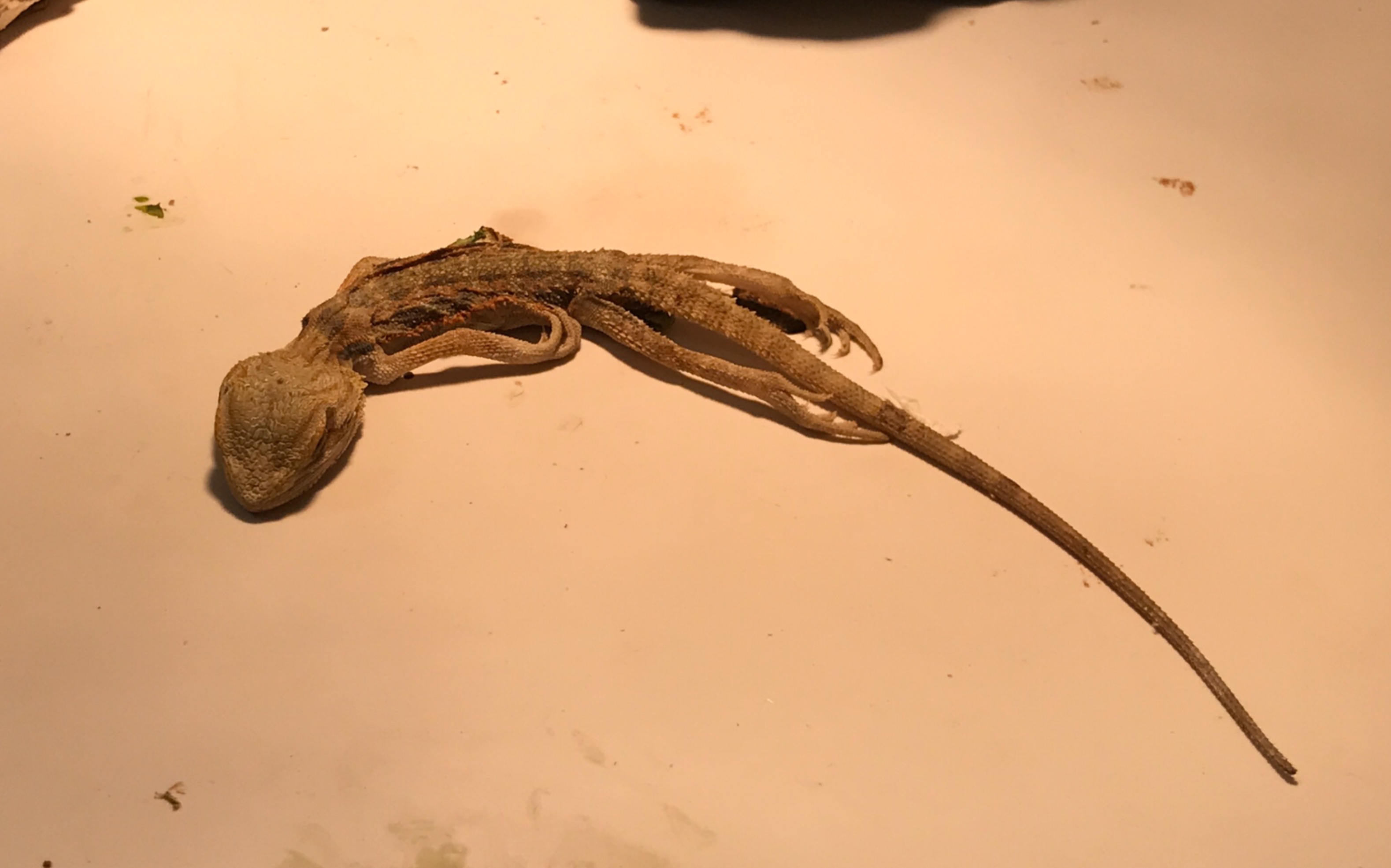 中秋节回家我的鬃狮蜥还是死了大家之后选苗子的时候千万别选弱苗