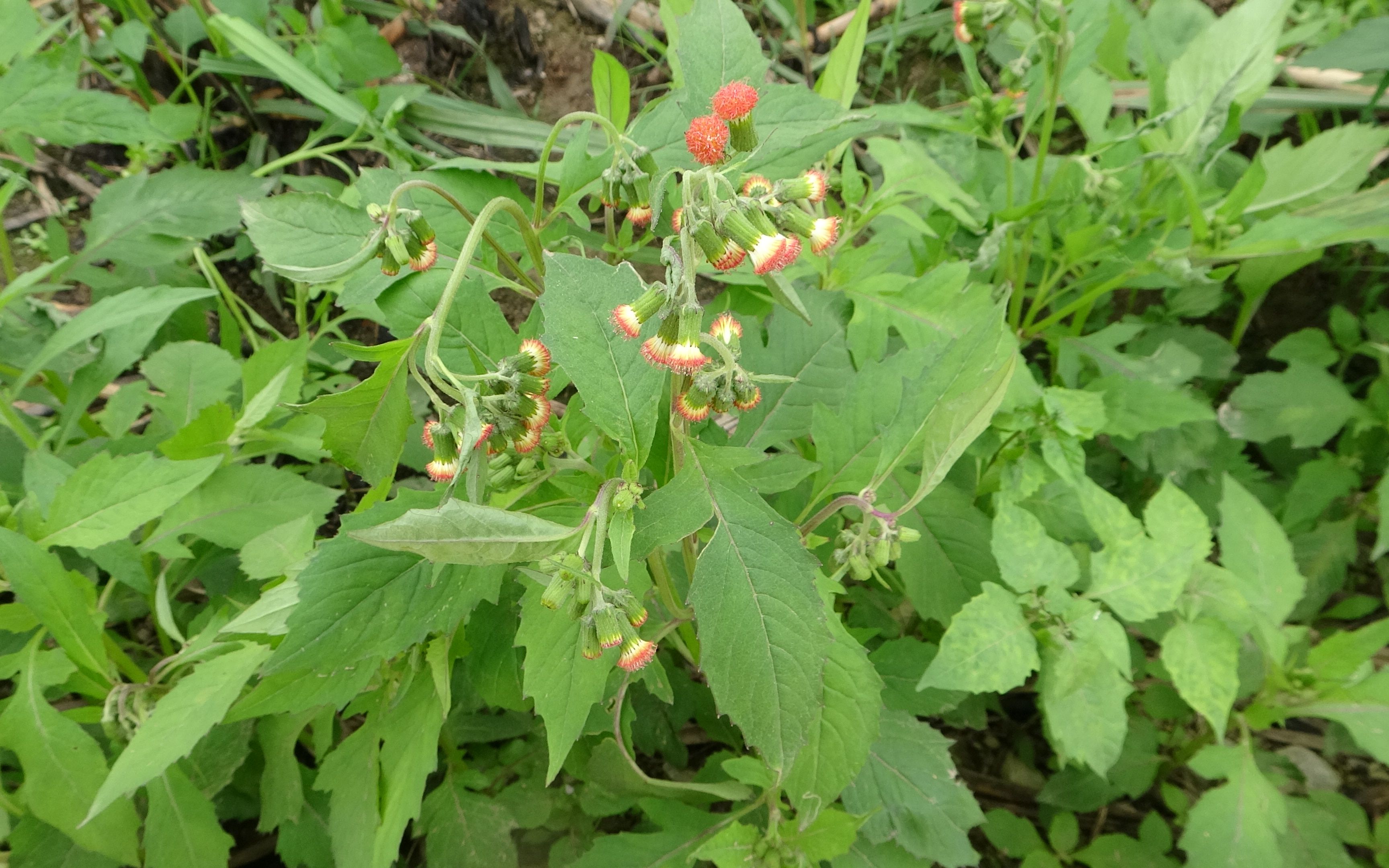 野茼蒿图片有毒图片