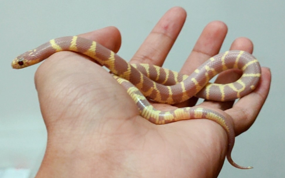 薰衣草王蛇开箱