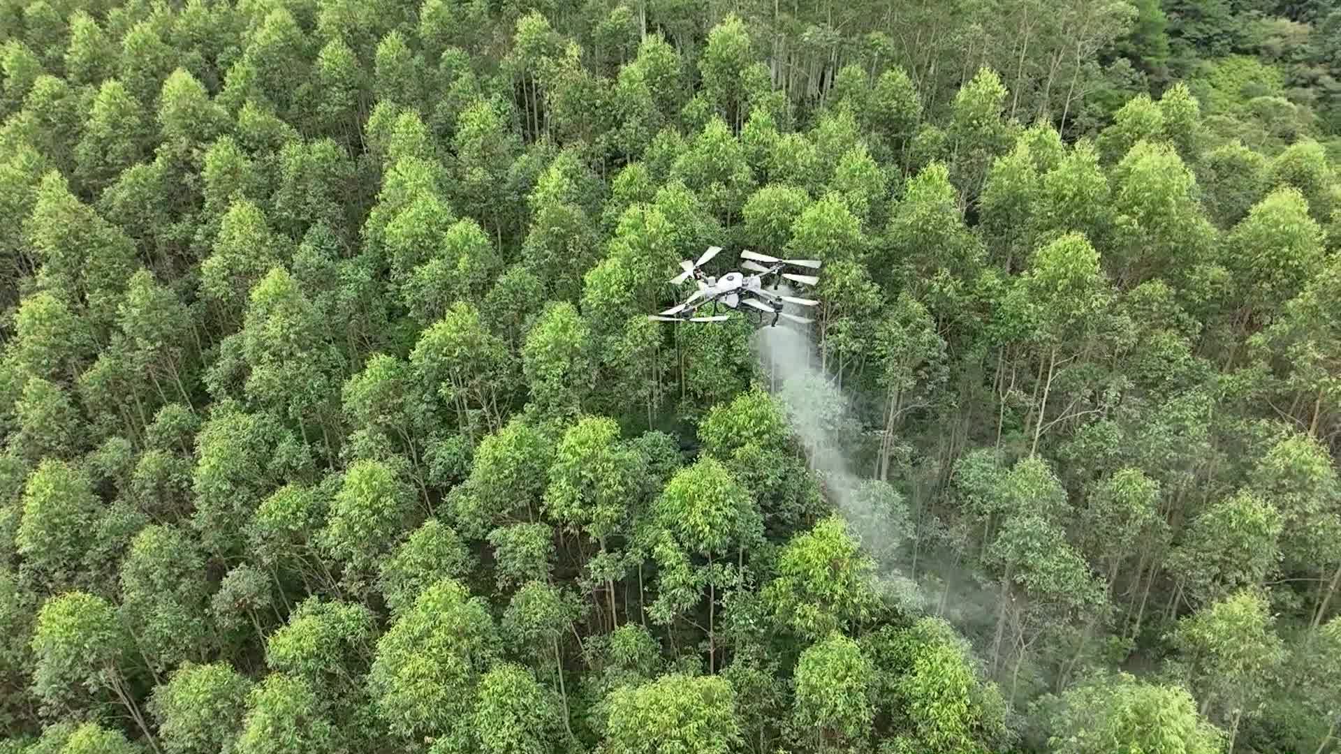 大疆t50植保无人机桉树林飞防