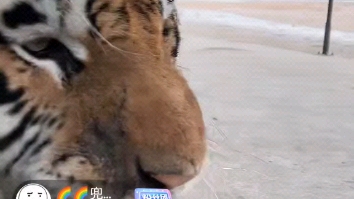 【自存】大猫饲养员直播录屏