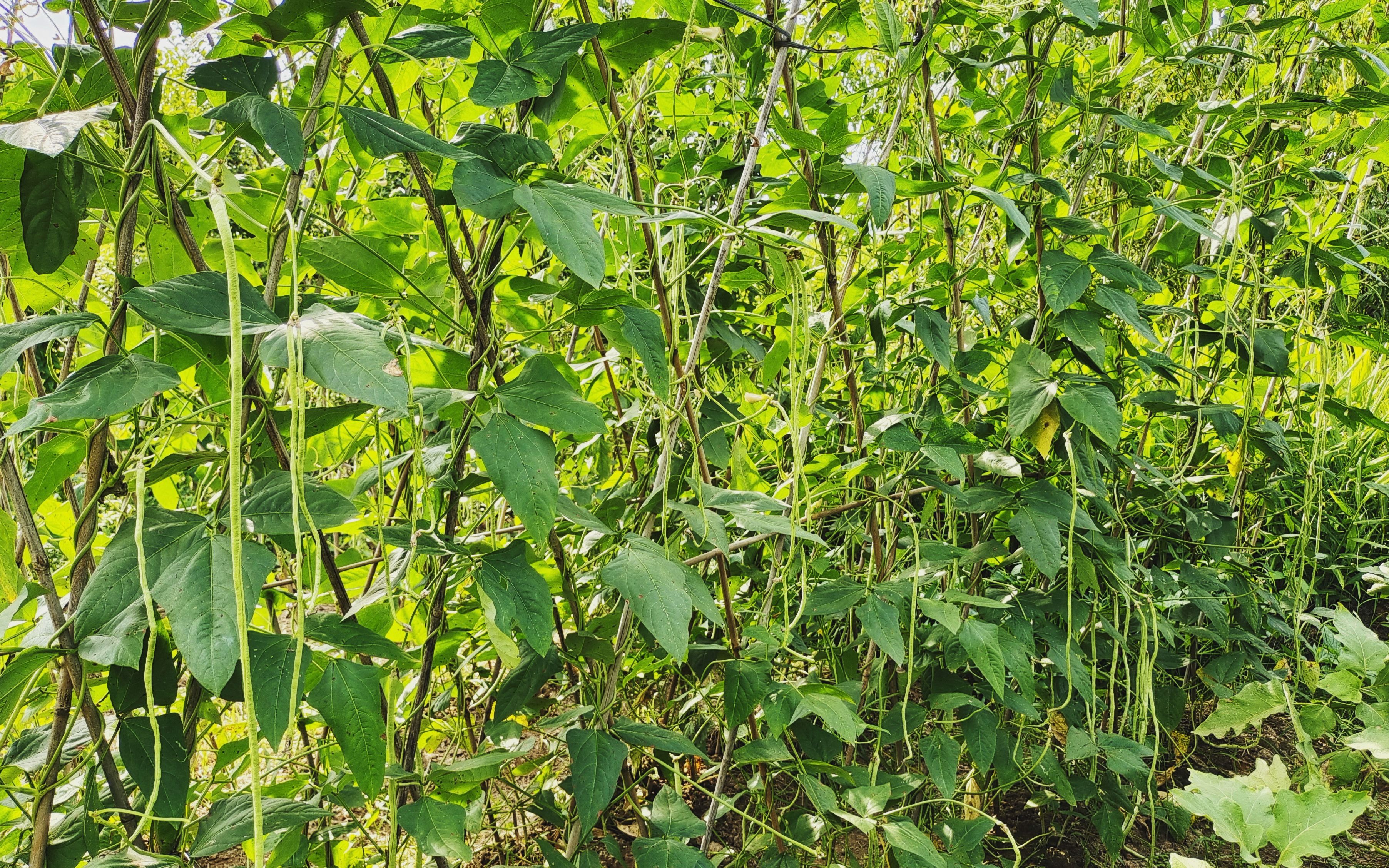 豆角高产有方法,往地里撒上这种肥,豆角成串结,产量翻一番