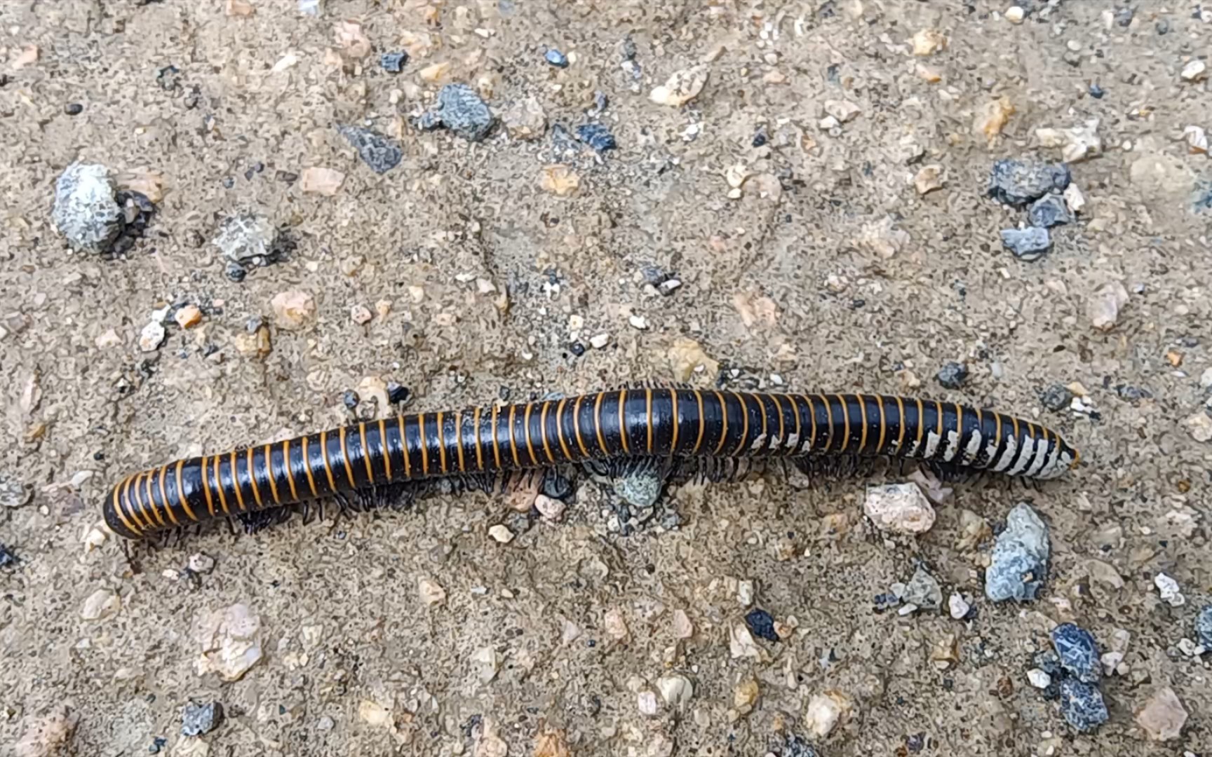北方10cm的大马陆!
