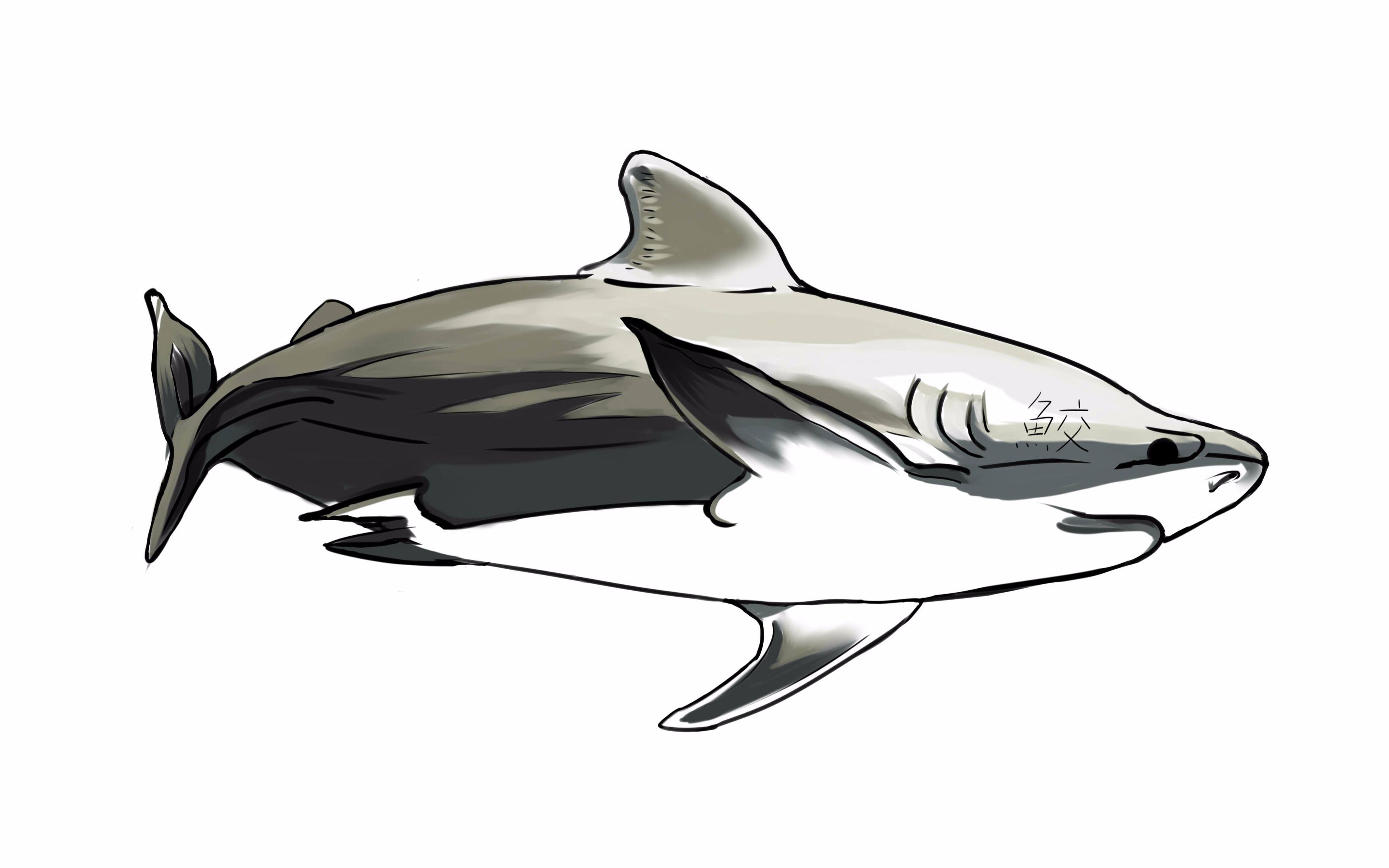 【歪歪君】画一条鱼【第三周】