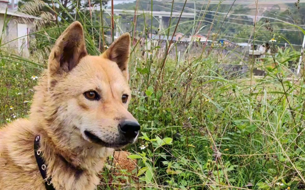 黄狗白面,金钱尾