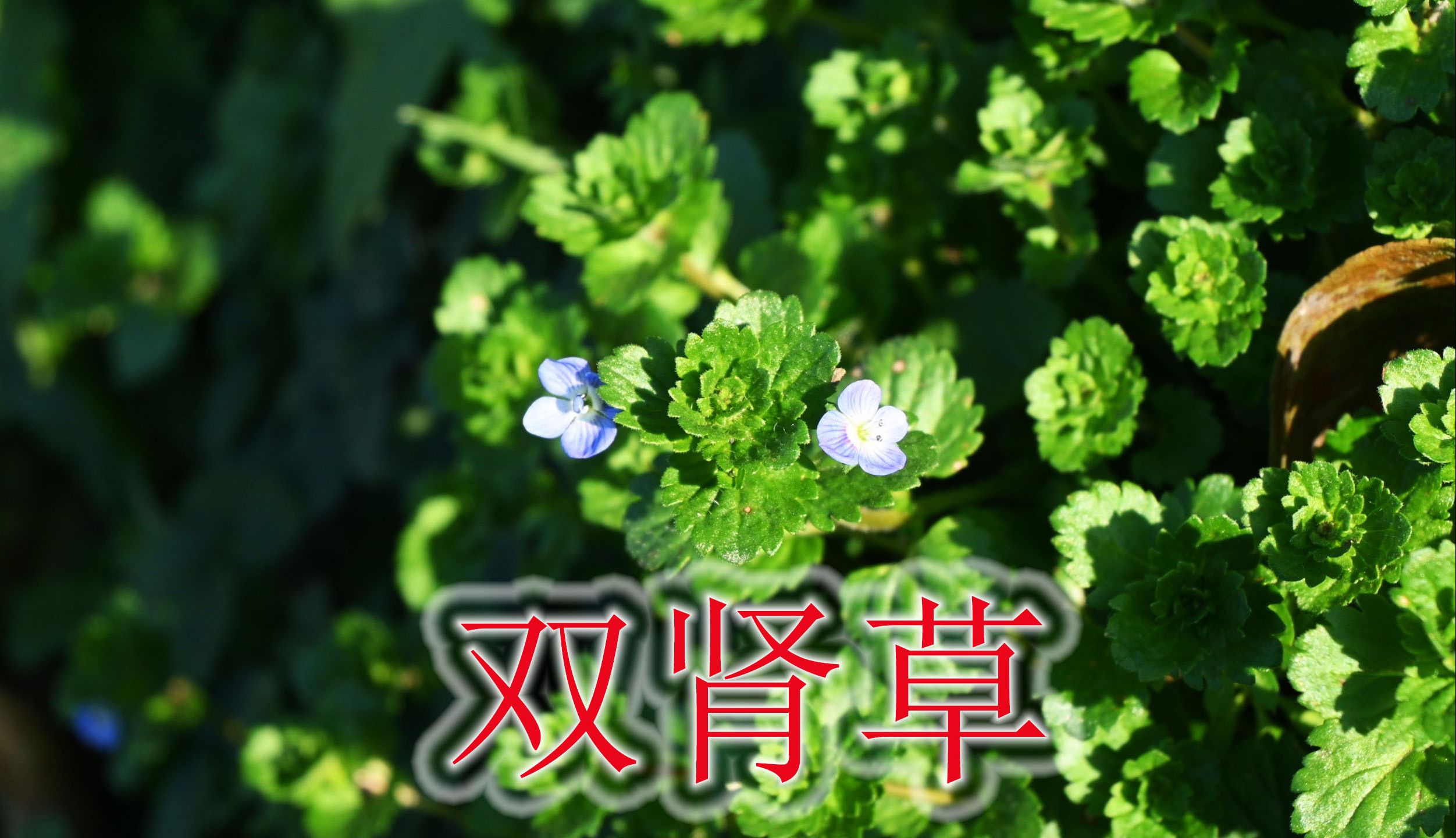 [图]早春小绿草“婆婆纳”，植物俗称“双肾草”，遇见可别当野草除