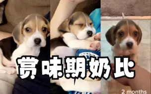 2个月→4个月→2岁的比格犬