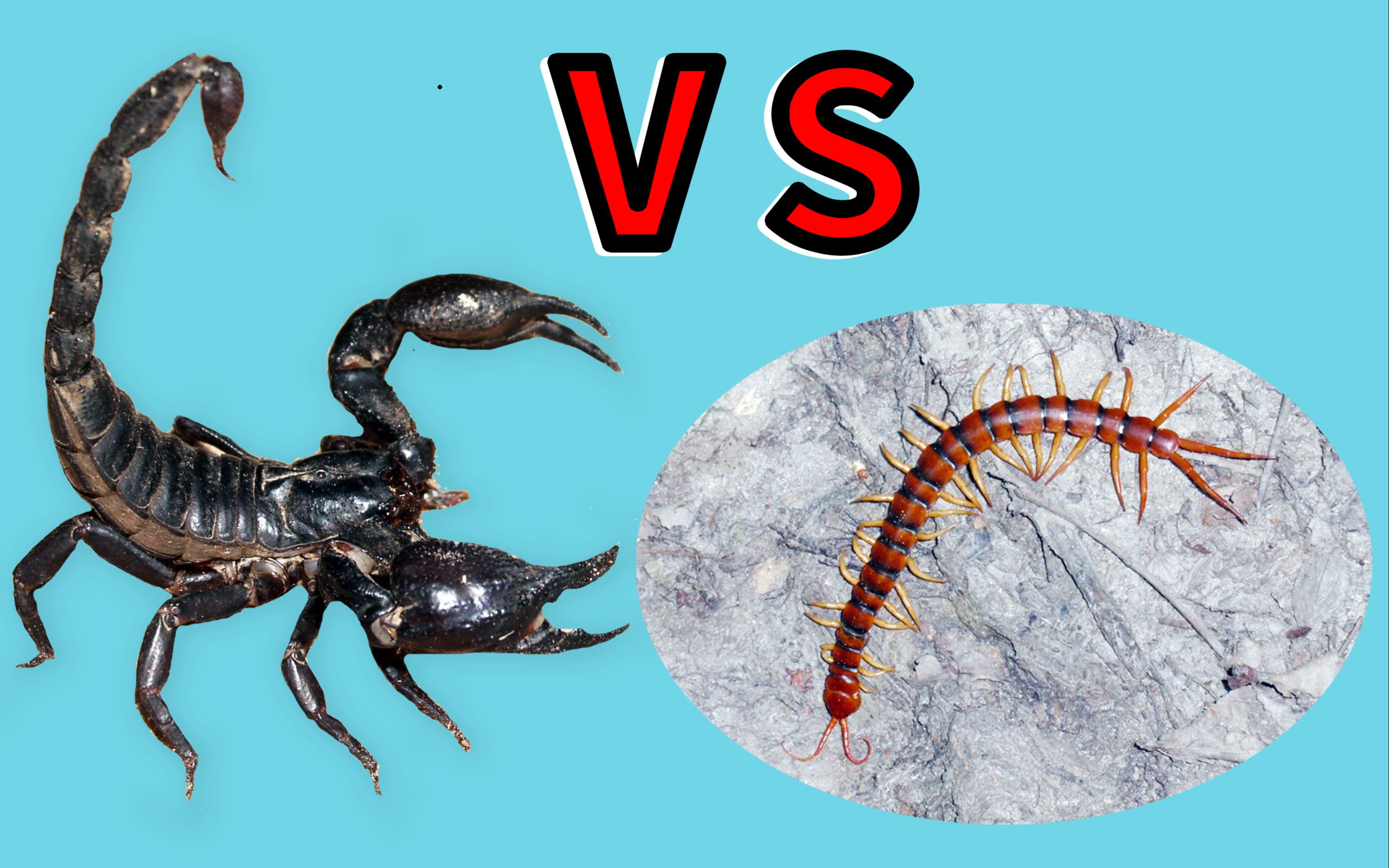 蝎子vs蛇图片