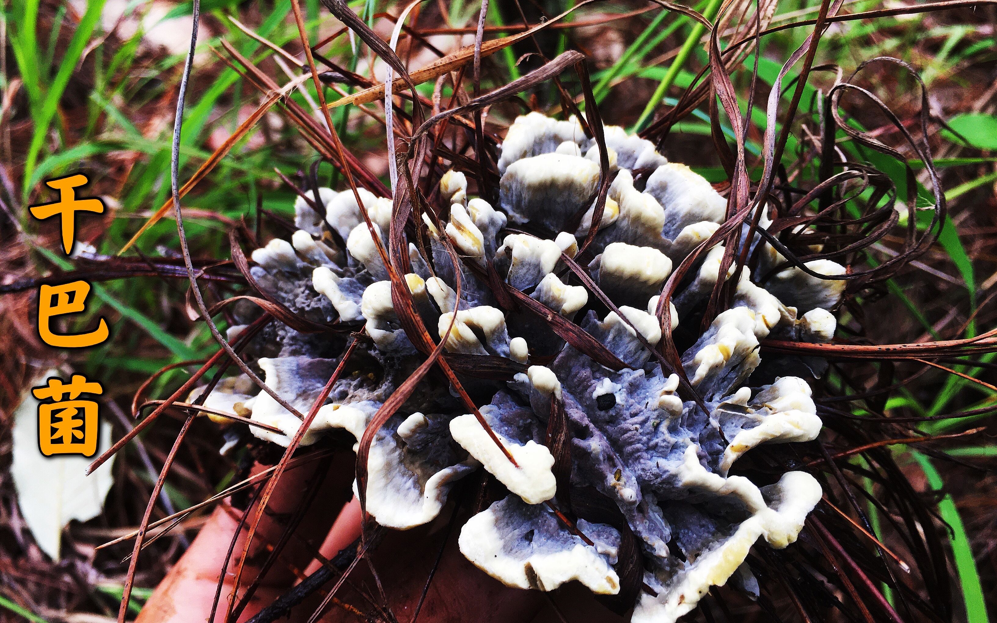 跟随云南小伙一同进山采蘑菇,各种野生好货一朵接一朵,真过瘾