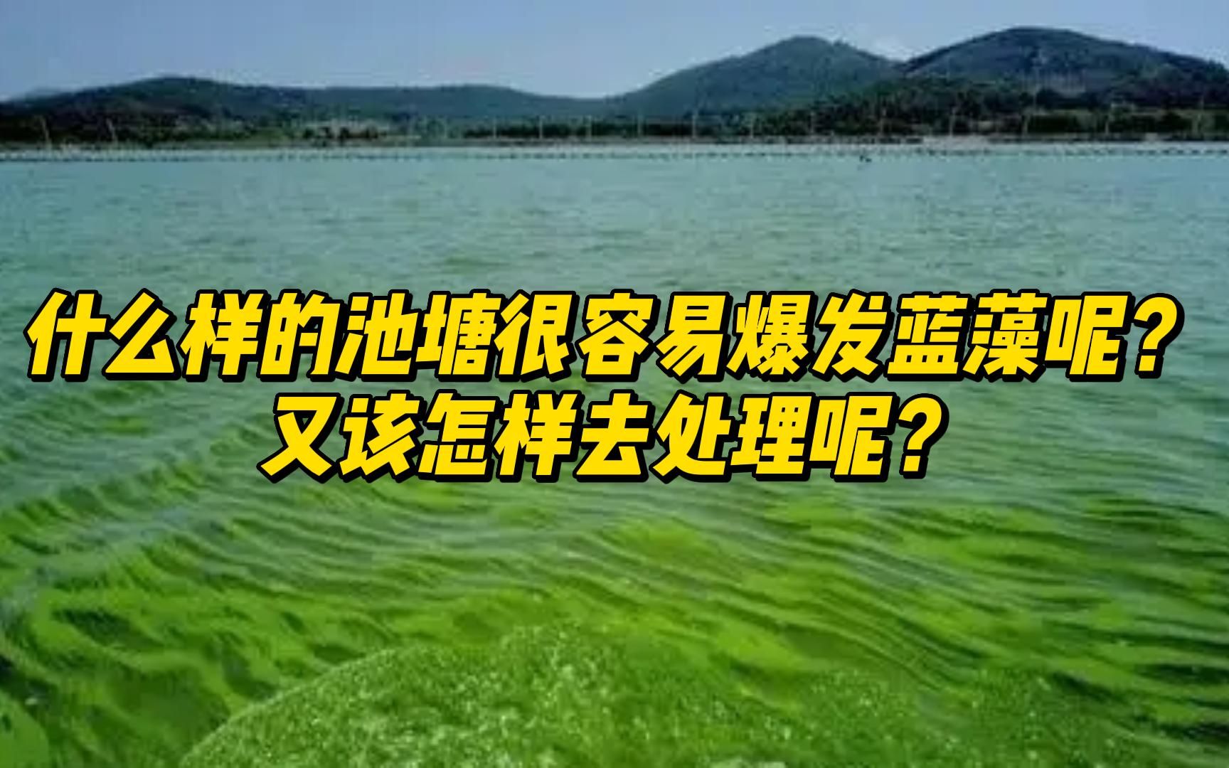 什么样的池塘容易爆发蓝藻呢?该怎样去处理蓝藻呢?哔哩哔哩bilibili