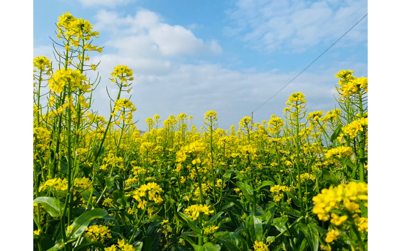 最美油菜花图片大全图片