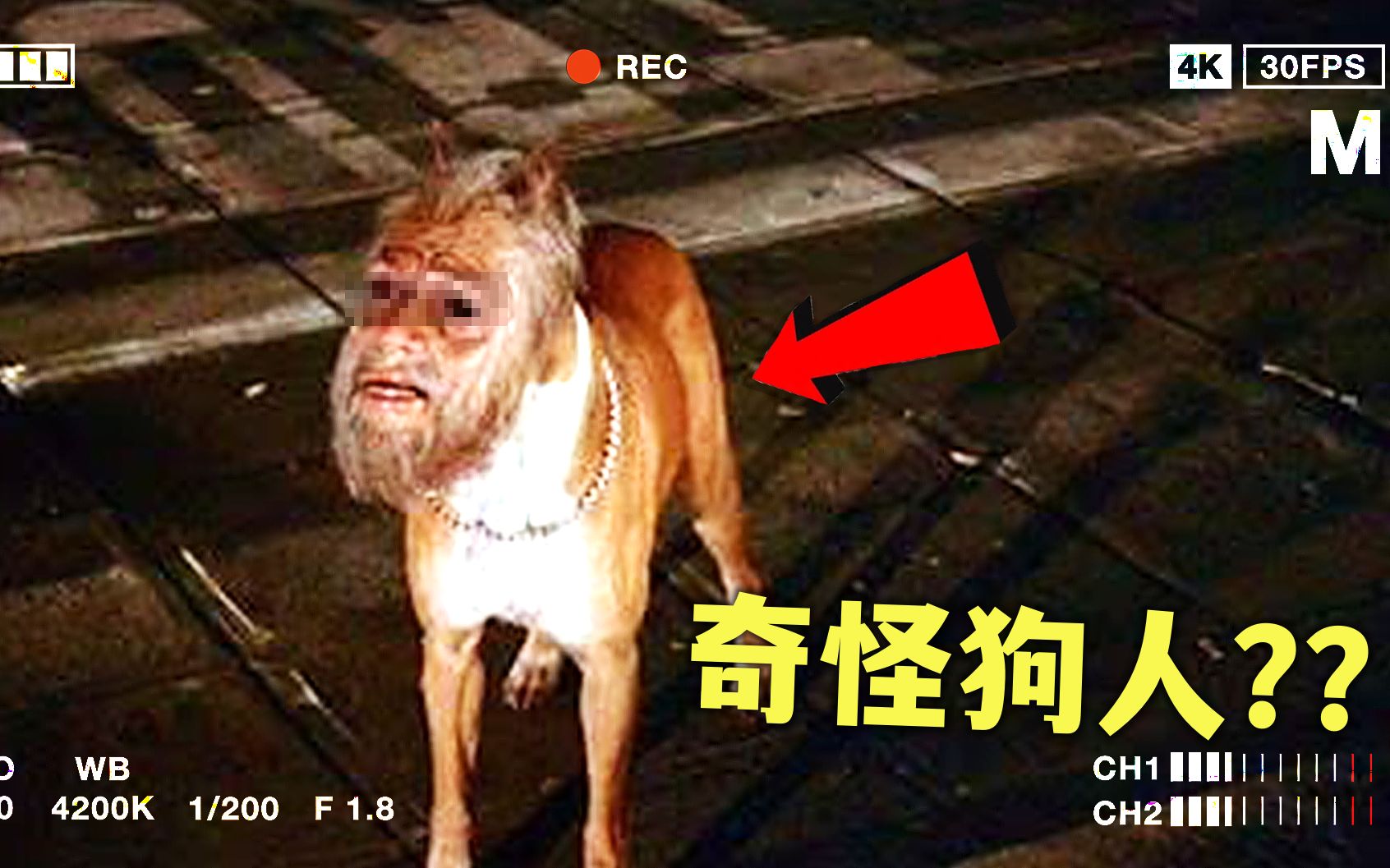 人头狗身!是怎样的猎奇手法将狗变成如此模样?