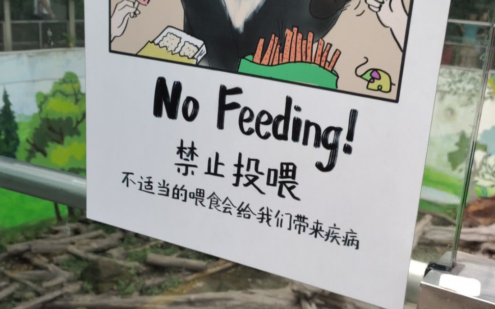 不要喂食猴子司机图片