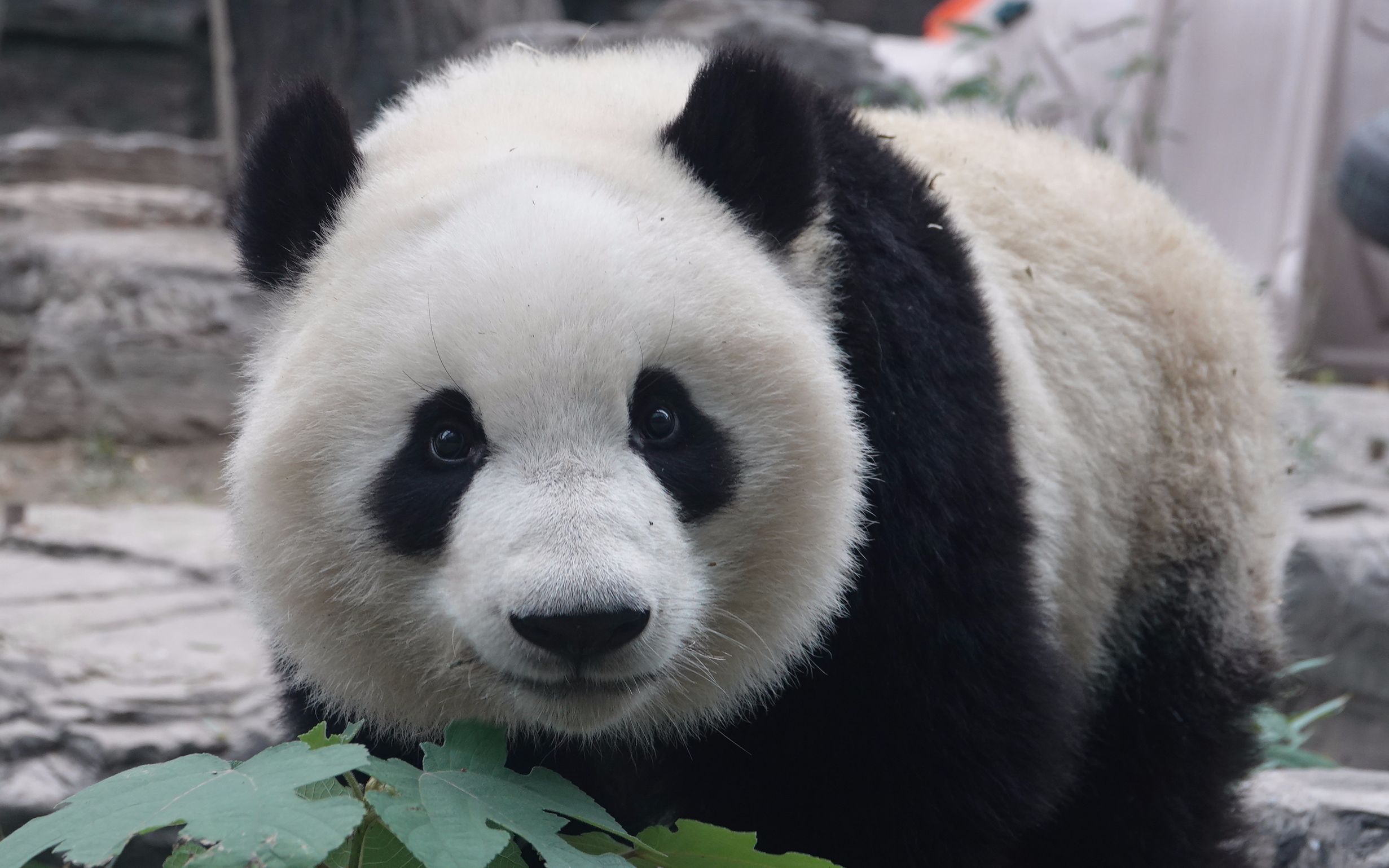 活动作品大熊猫萌玉萌五拉粑粑