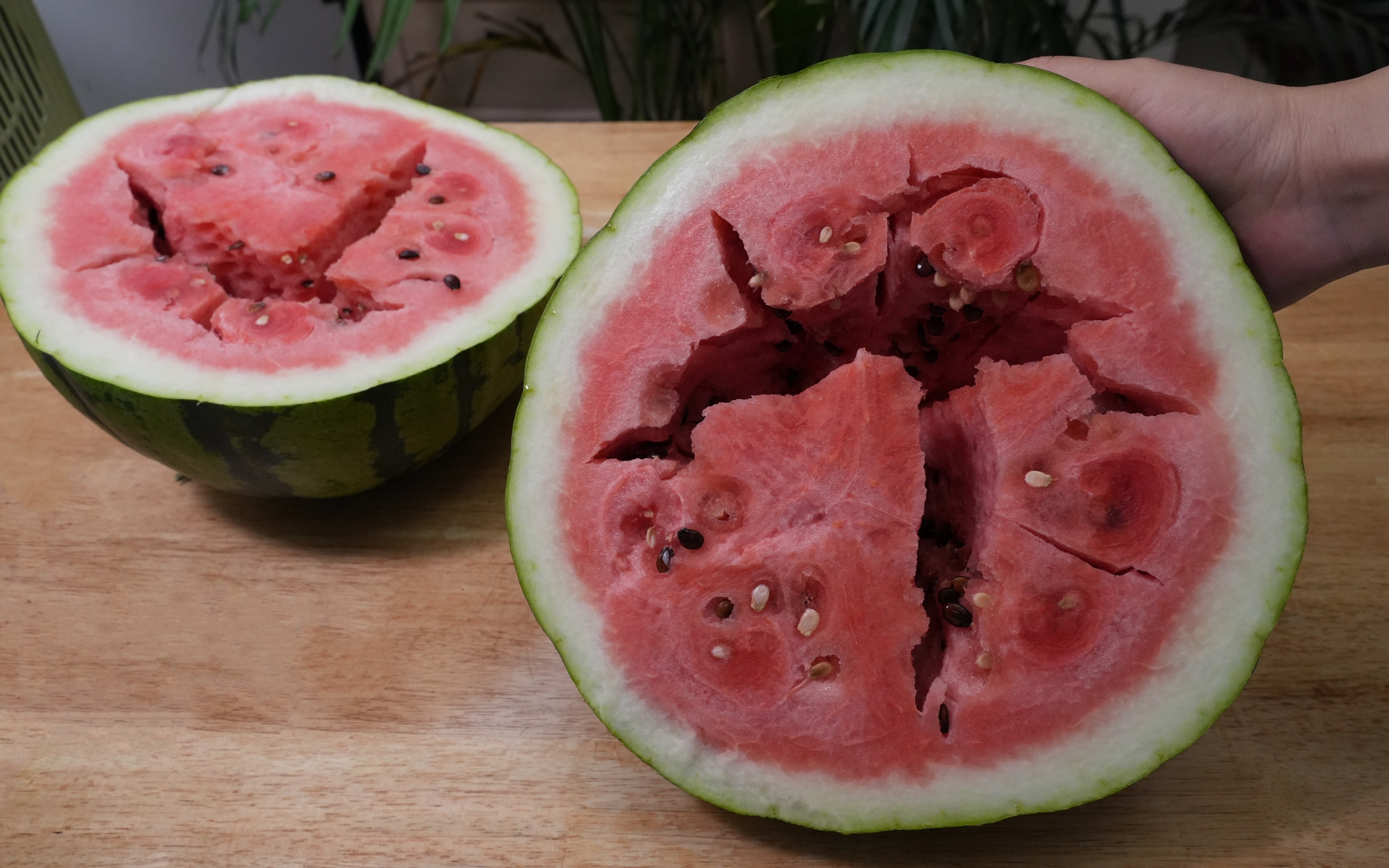 切记别买这样的西瓜,皮厚还空心