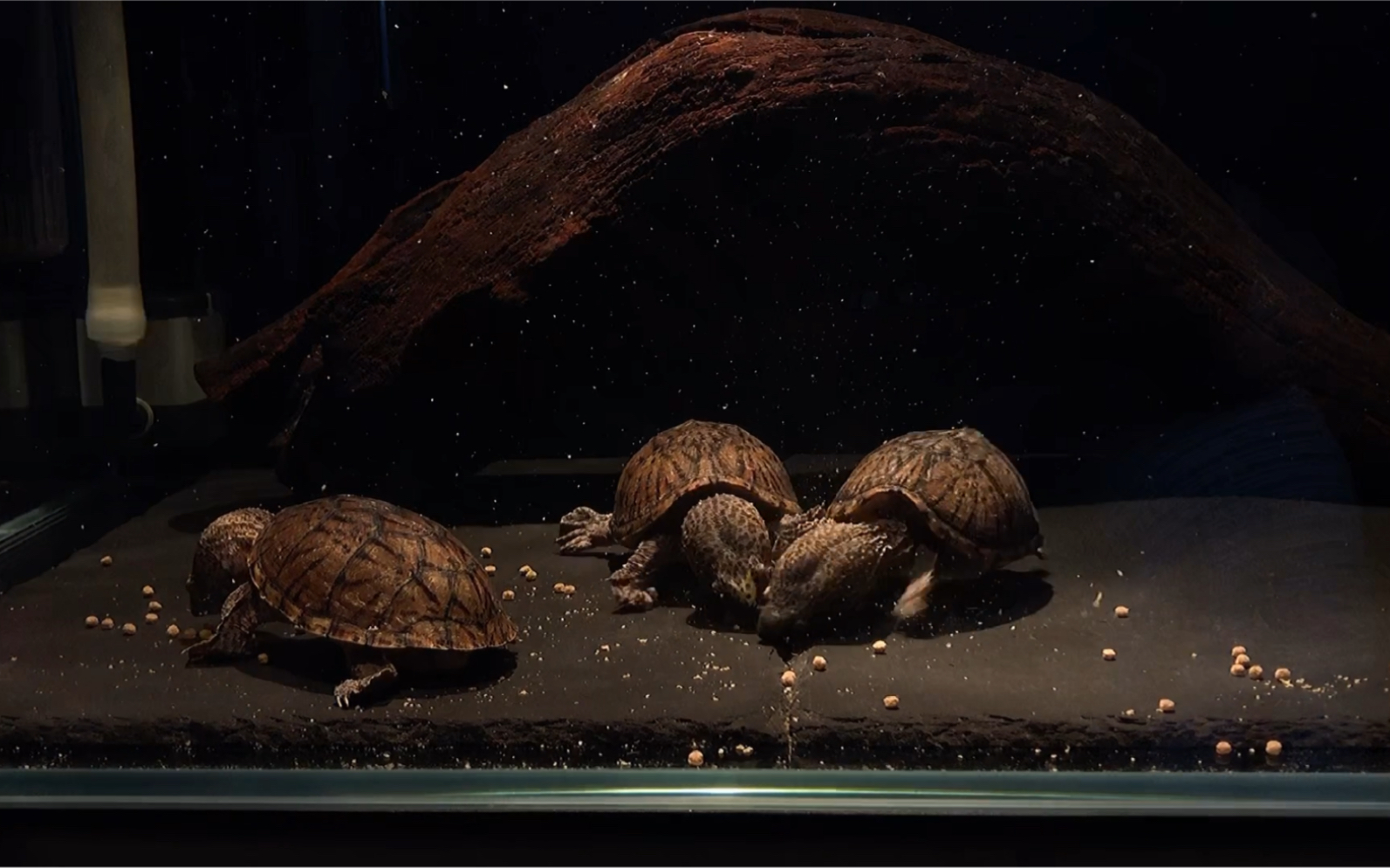 巨头蛋龟～貌似大家都爱看巨头～为啥?