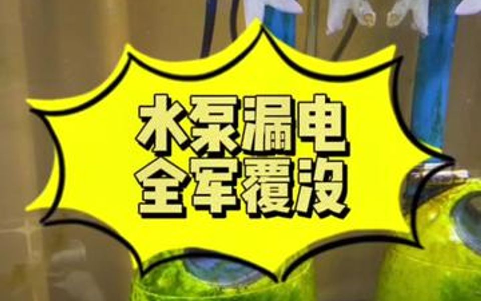水泵漏电全军覆没还好不是大鱼缸要不真的是损失惨重了