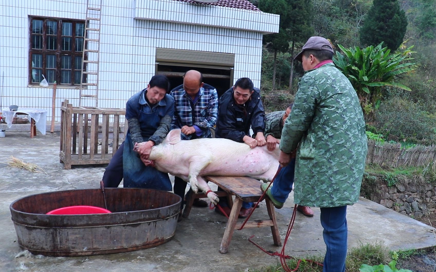 实拍农村杀年猪:5个人按一头肥猪,中途还发生这种意外