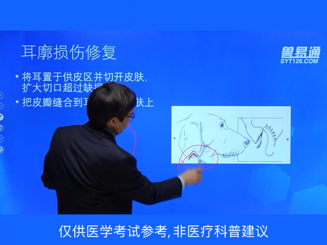 宠物医师实操技能培训犬猫软组织外科实操的耳廓损伤修复讲解宠物医生考试 #宠物医师技能 #宠物医生培训 #犬猫软组织外科哔哩哔哩bilibili