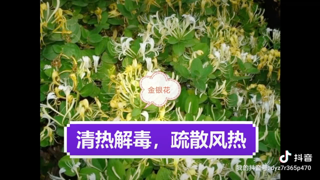 #第二届全球大学生中医药国际化征文比赛# 刘春琳中医药海外发展研究哔哩哔哩bilibili