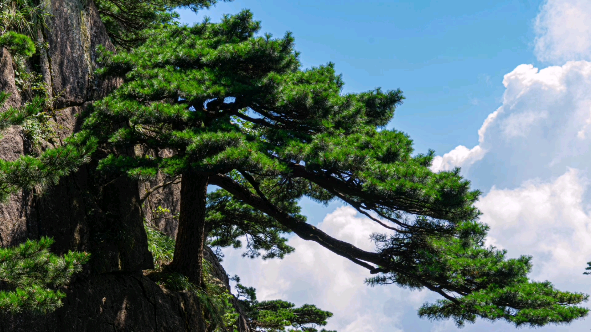 [图]百代千年立险峰，挺身昂首傲苍穹，赞赞黄山奇松