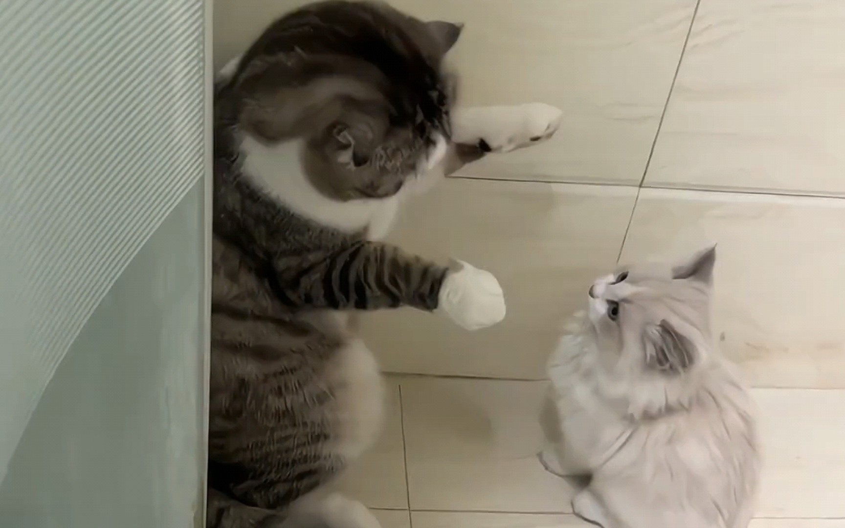 超可爱!小动物卖萌日常.