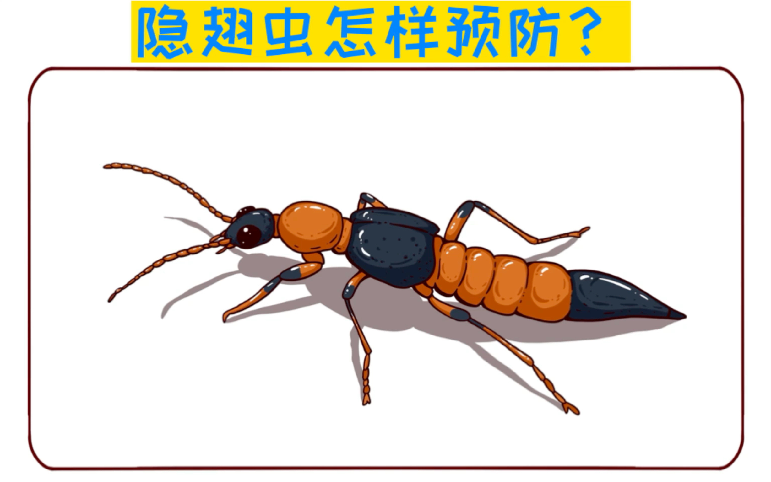 隐翅虫怎样预防?你是不是也中过它的招?哔哩哔哩bilibili