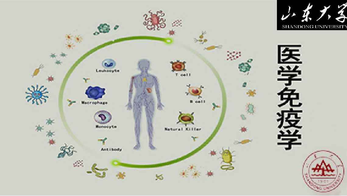 医学免疫学  山东大学(国家精品课)哔哩哔哩bilibili