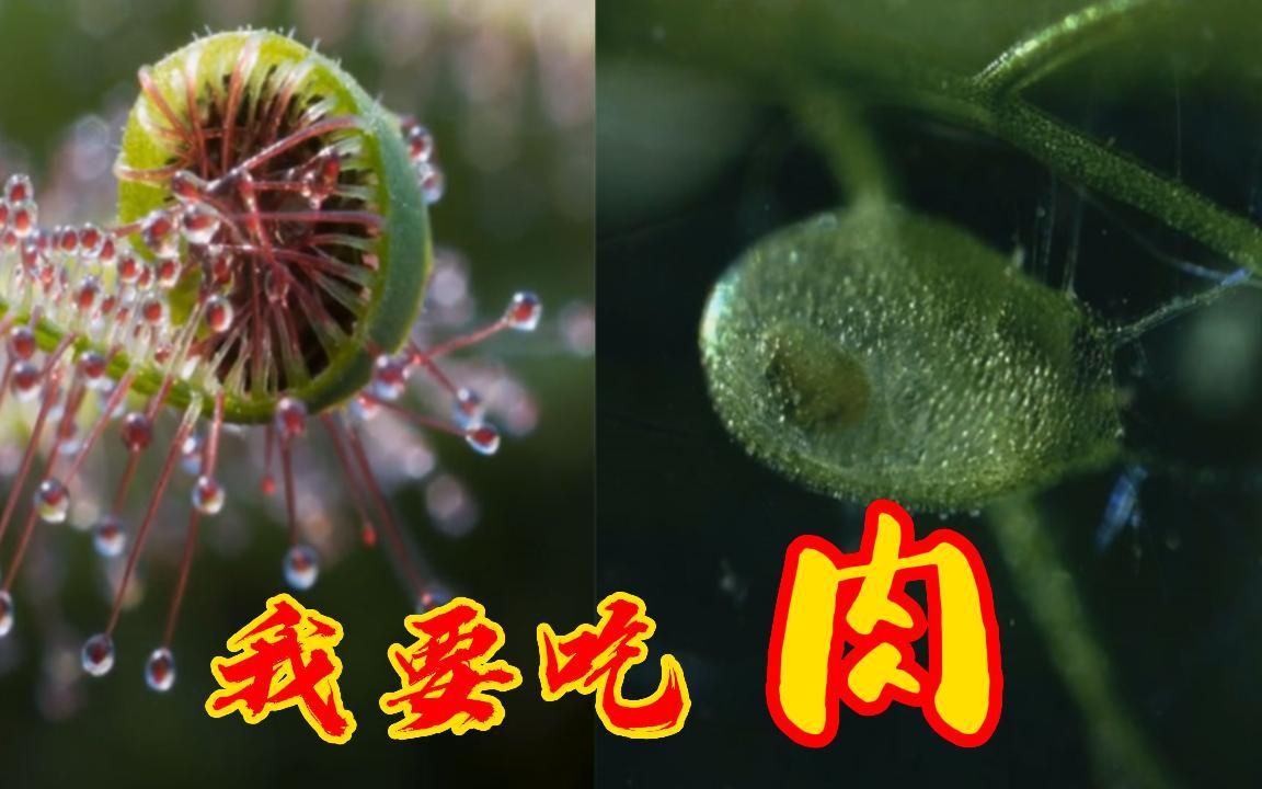 【探索*解密】你知道食人树吗?探索世界上,真吃肉的植物.