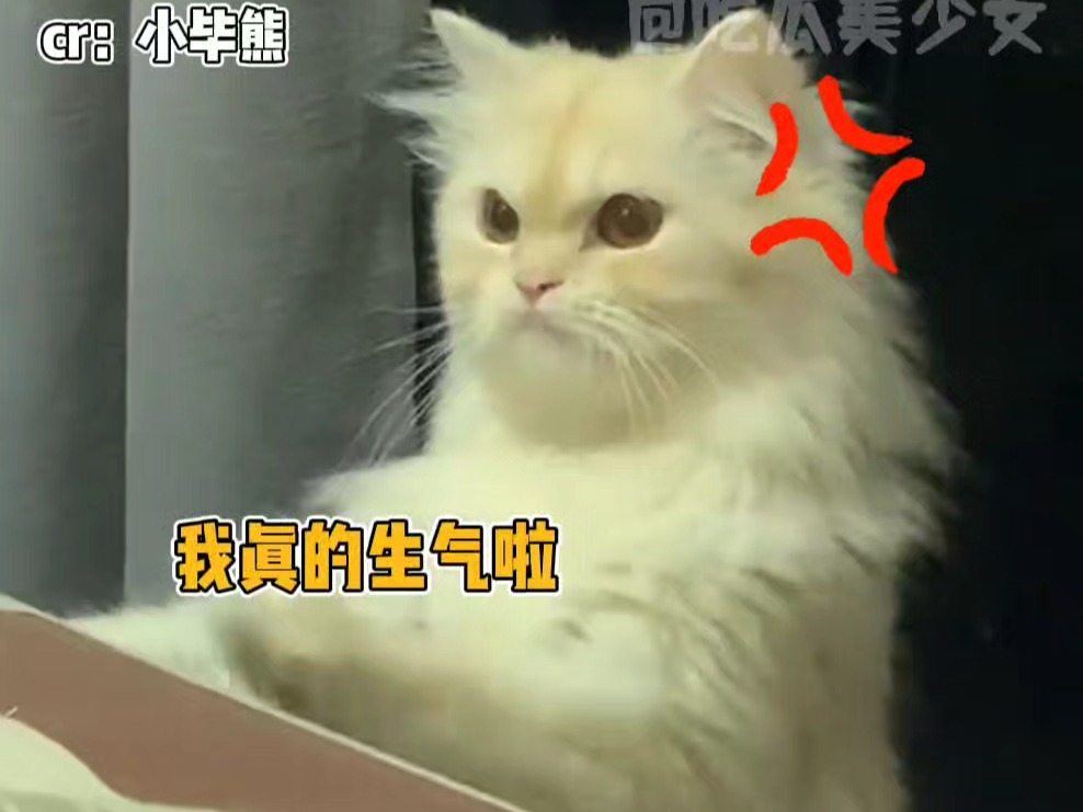 猫:你还敢告状,下次还打你