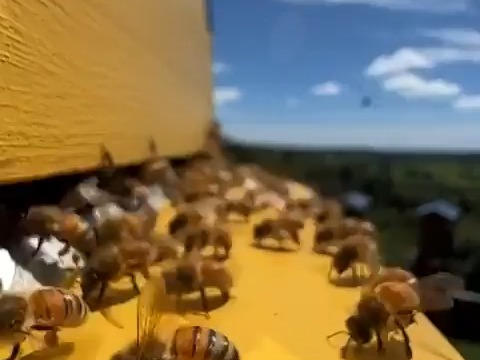 蜜蜂持续扇动翅膀,使蜂巢内外空气加快对流哔哩哔哩bilibili