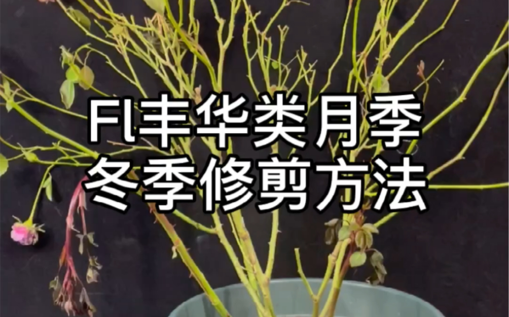 Fl丰花类月季冬季修剪方法哔哩哔哩bilibili