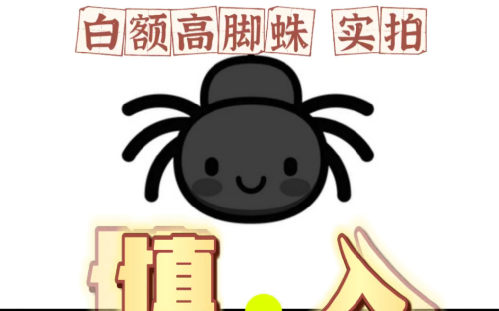 毛绒绒的蜘蛛侠 白额高脚蛛实拍