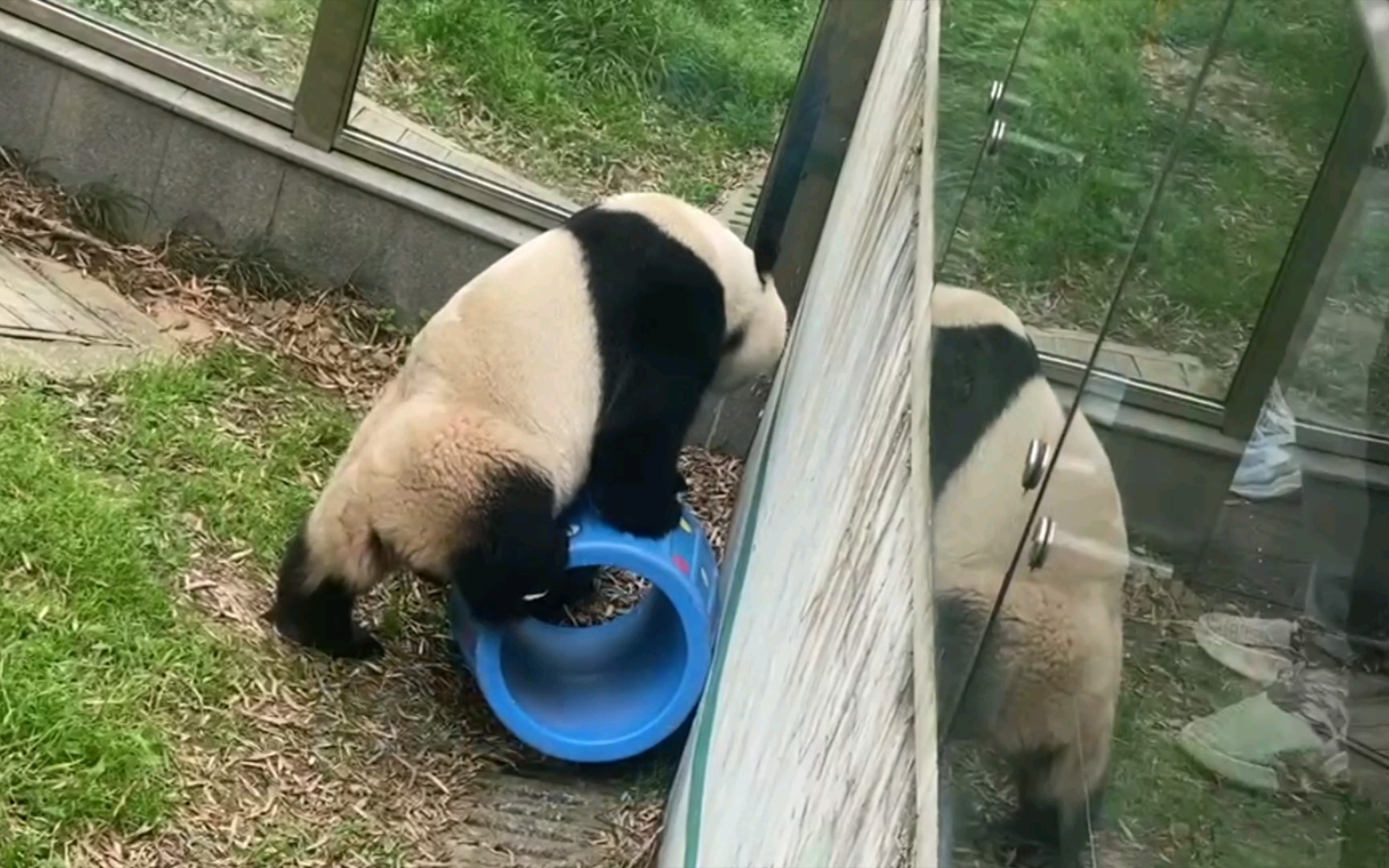 大熊猫星安星安大小姐对于工具的使用技能还是略微欠缺了一点