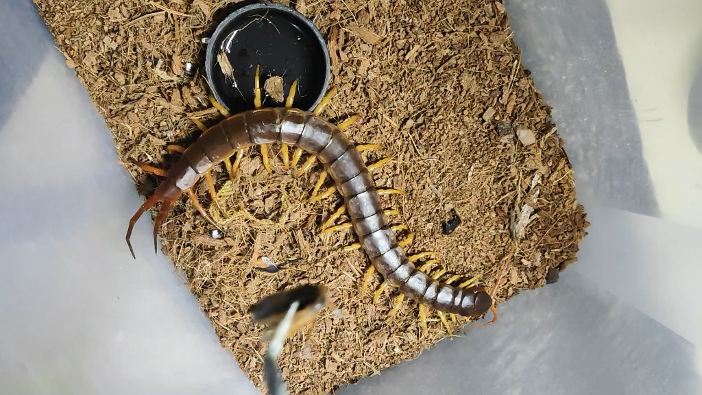 哈氏蜈蚣应有的状态(非饱腹)