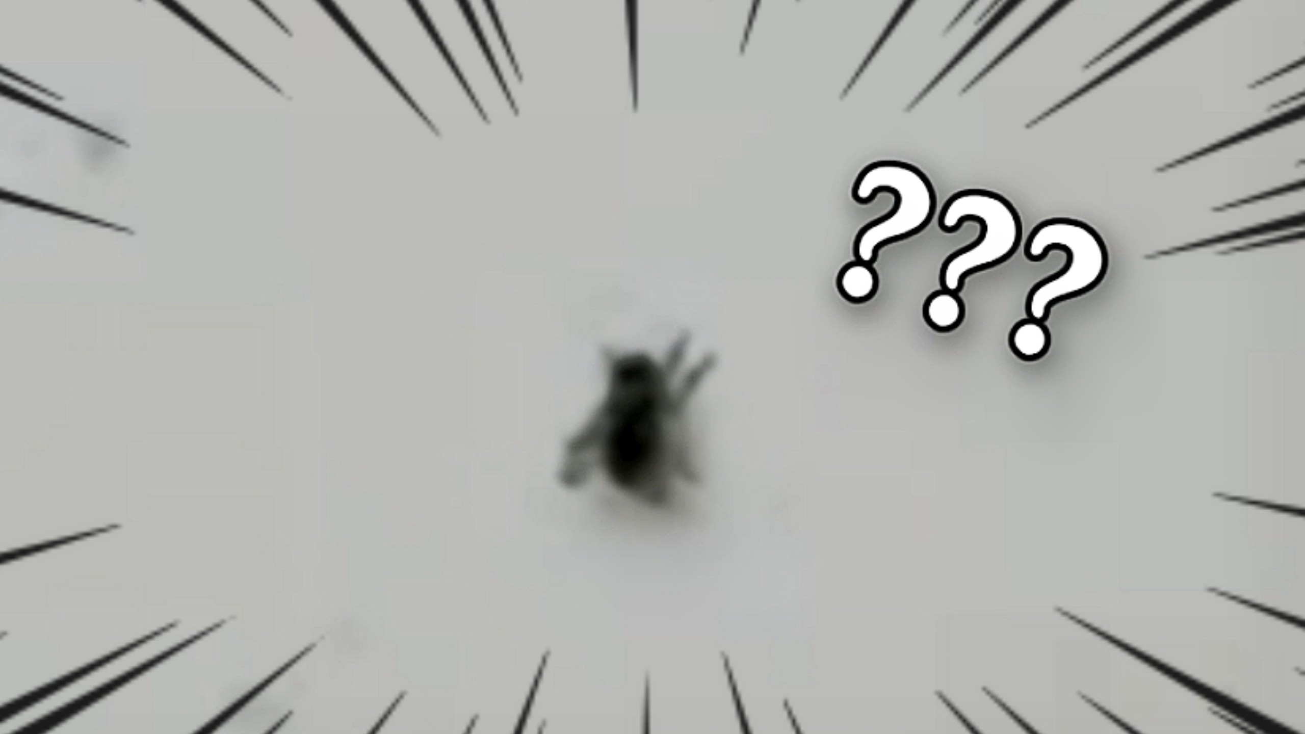 ⚡苍 蝇 不 妙 曲⚡