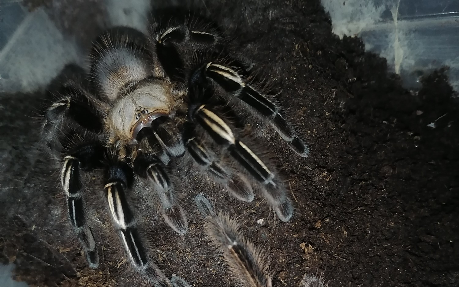 圭亚那火焰黄膝,黄七19年最后一次拆蛋,结果咋样请看视频,价格视频
