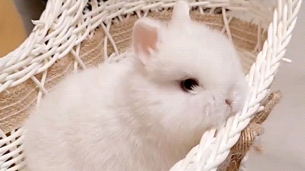 可耐的娃 纯白蓝眼侏儒兔宝宝