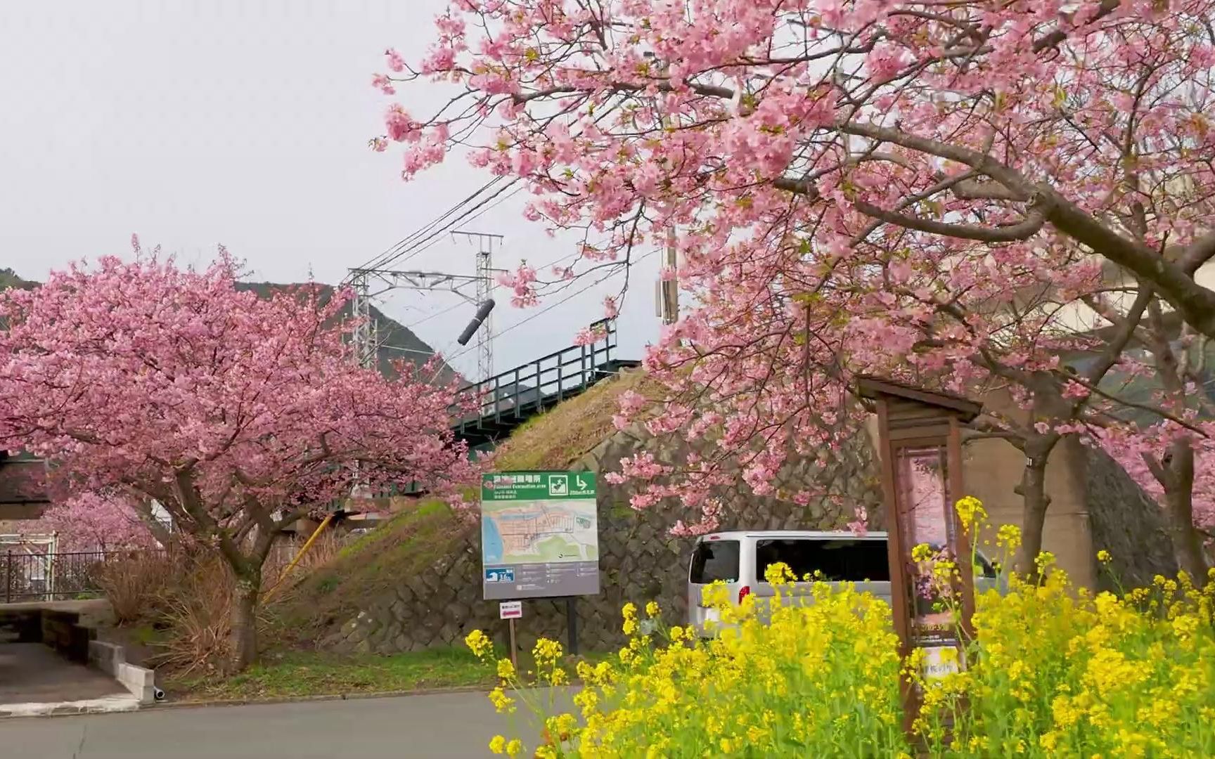 河津桜 KAWAZU 2020 SHIZUOKA【Cherry blossoms】哔哩哔哩bilibili