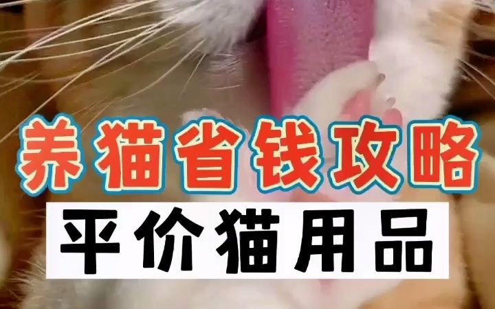 【猫咪用具】说养猫费钱!那是你不知道这4个平价猫用品!哔哩哔哩bilibili