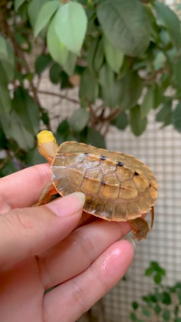 金钱龟极品海南大黄头金黄色泽